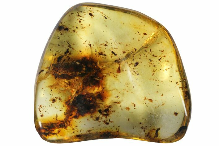 Polished Chiapas Amber ( g) - Mexico #114864